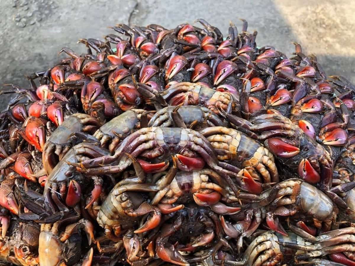 Khám Phá Bạc Liêu Với Gợi Ý Hấp Dẫn Cùng Phụ Kiện Xe Carpla Đẳng Cấp Ba khía Rạch Gốc