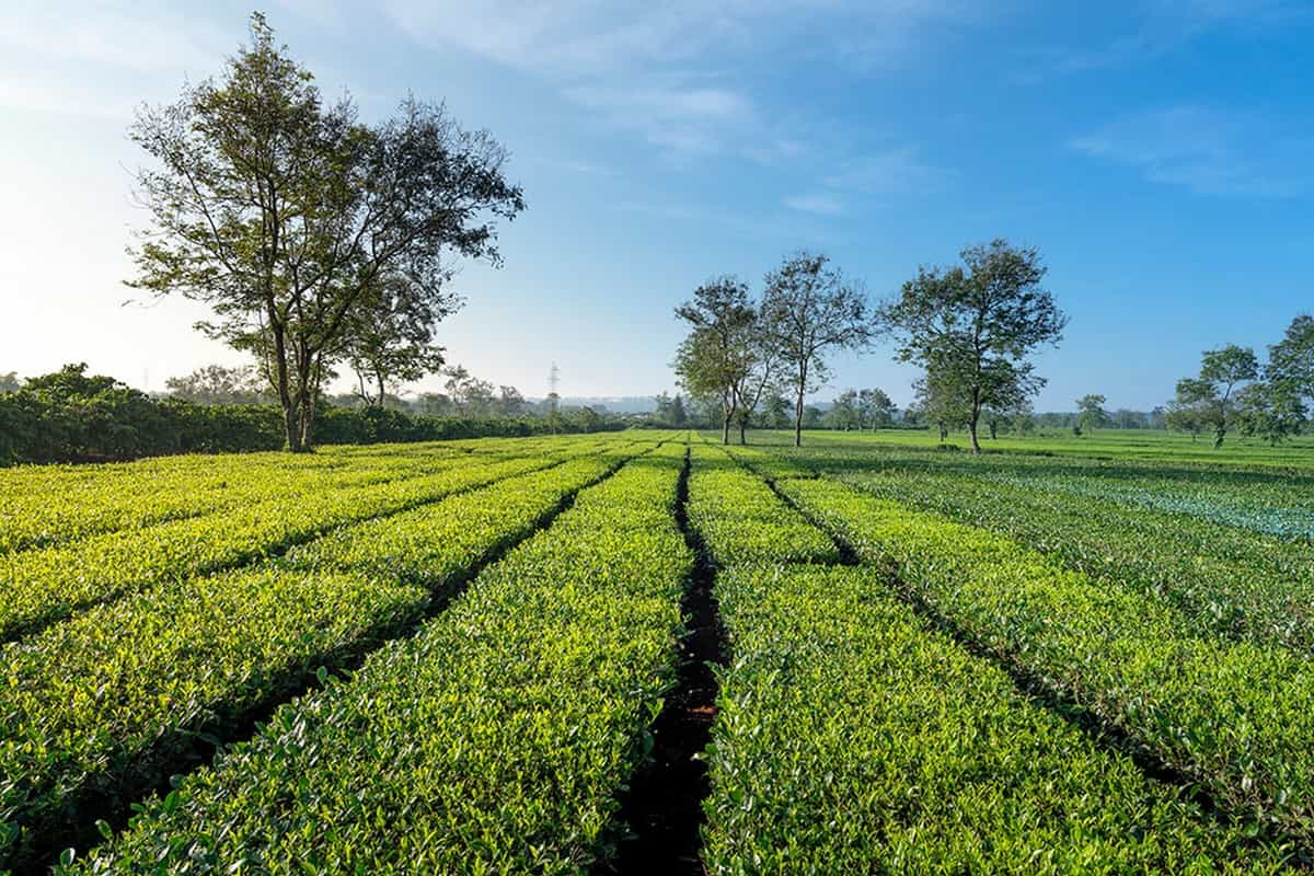 Hành trình du lịch Gia Lai: Kinh nghiệm du lịch đầy đủ Biển Hồ Chè