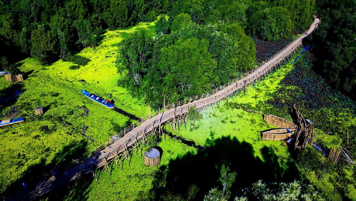 Cầu tre Trà Sư Cầu tre Trà Sư