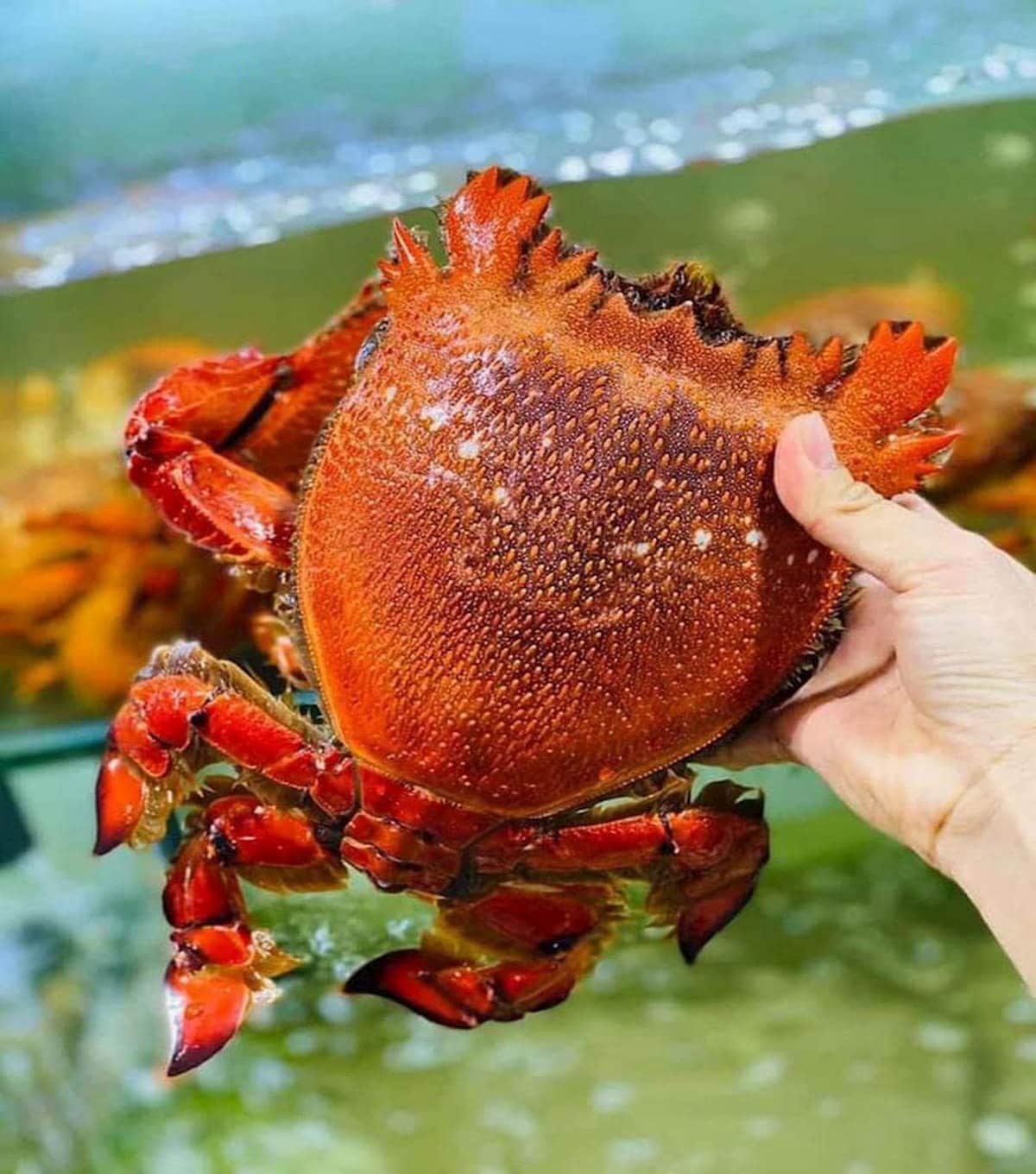 Du lịch Lý Sơn: Khám phá hòn đảo Ngọc giữa Biển Đông cùng Carpla Cua huỳnh đế