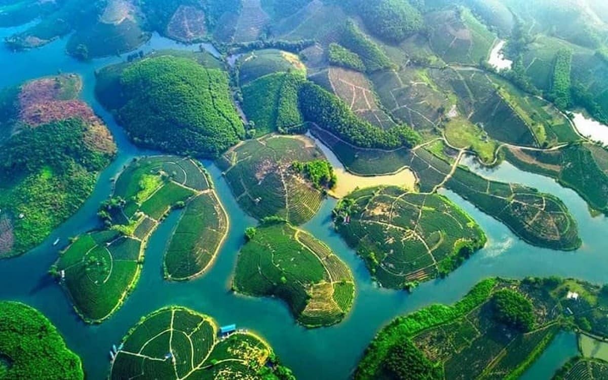 Đảo chè Thanh Chương Đảo chè Thanh Chương