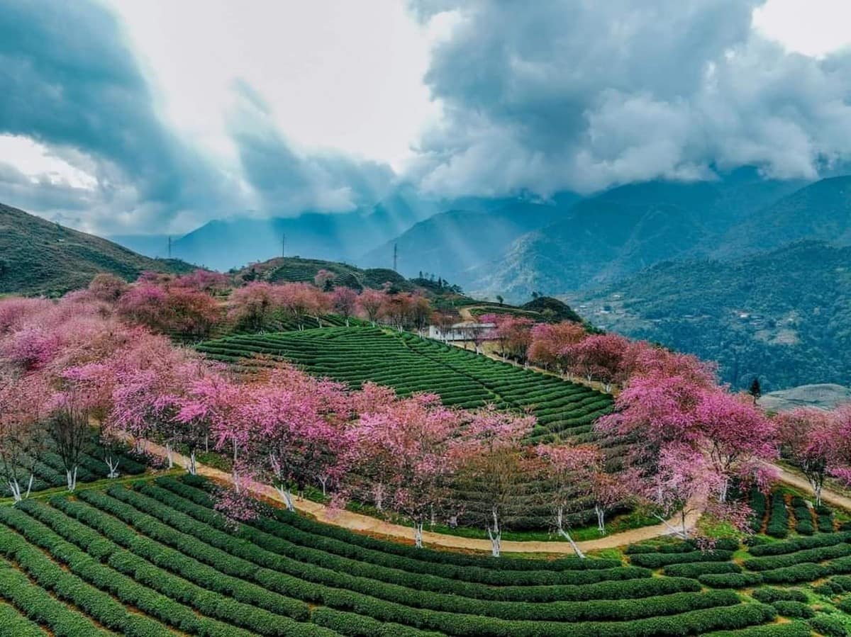 Ngắm hoa mùa xuân