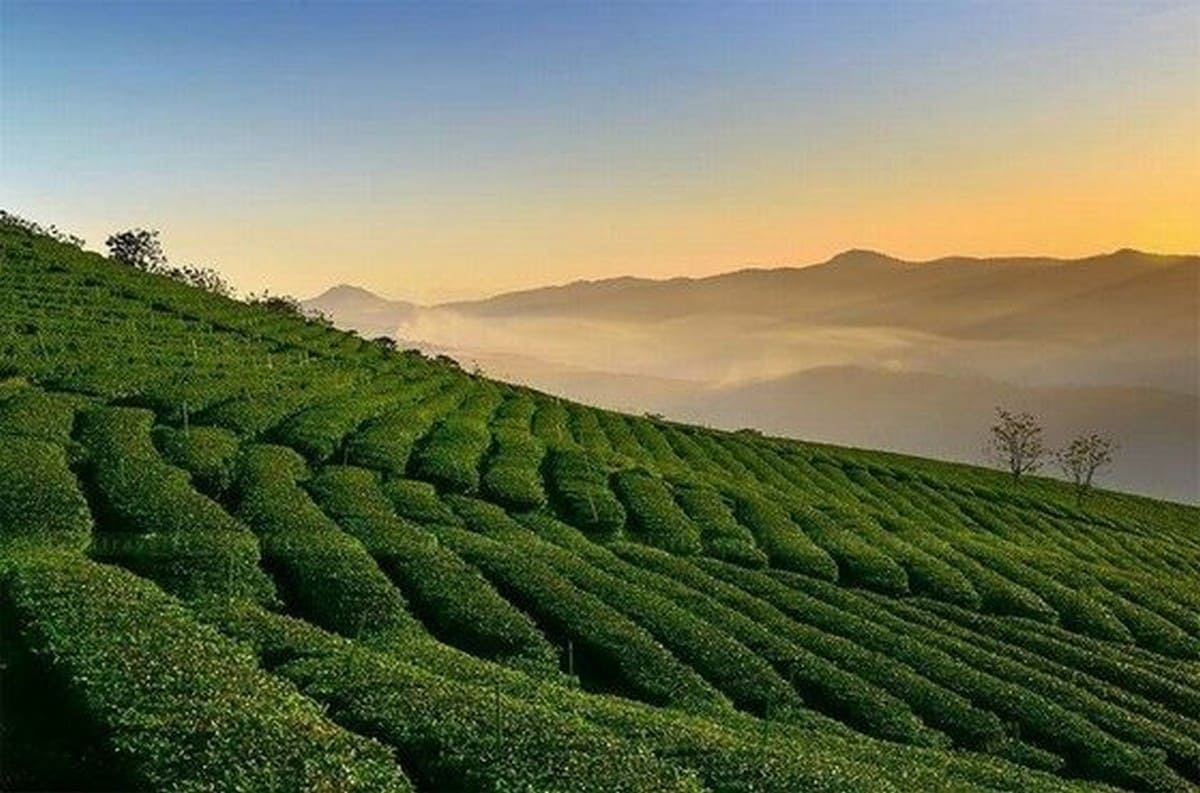 Du Lịch Lâm Đồng - "Xứ Sở Sương Mù" Của Việt Nam Đồi chè Cầu Đất