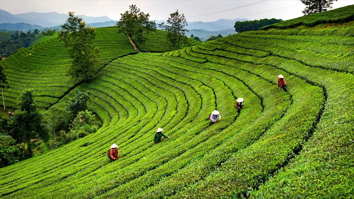 Du lịch Đền Hùng có gì hấp dẫn? Cẩm nang chi tiết cho người mới Đồi chè Long Cốc