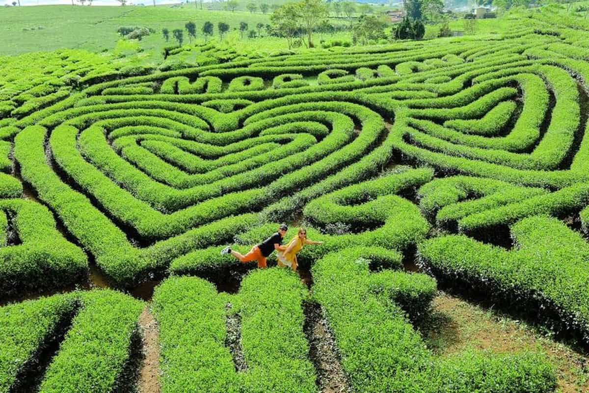 Du lịch Mộc Châu: Khám phá cao nguyên xanh mướt cùng Carpla Đồi chè trái tim
