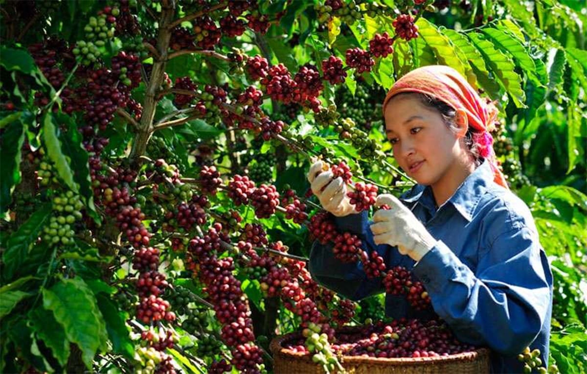 Du lịch Buôn Ma Thuột Du lịch Buôn Ma Thuột