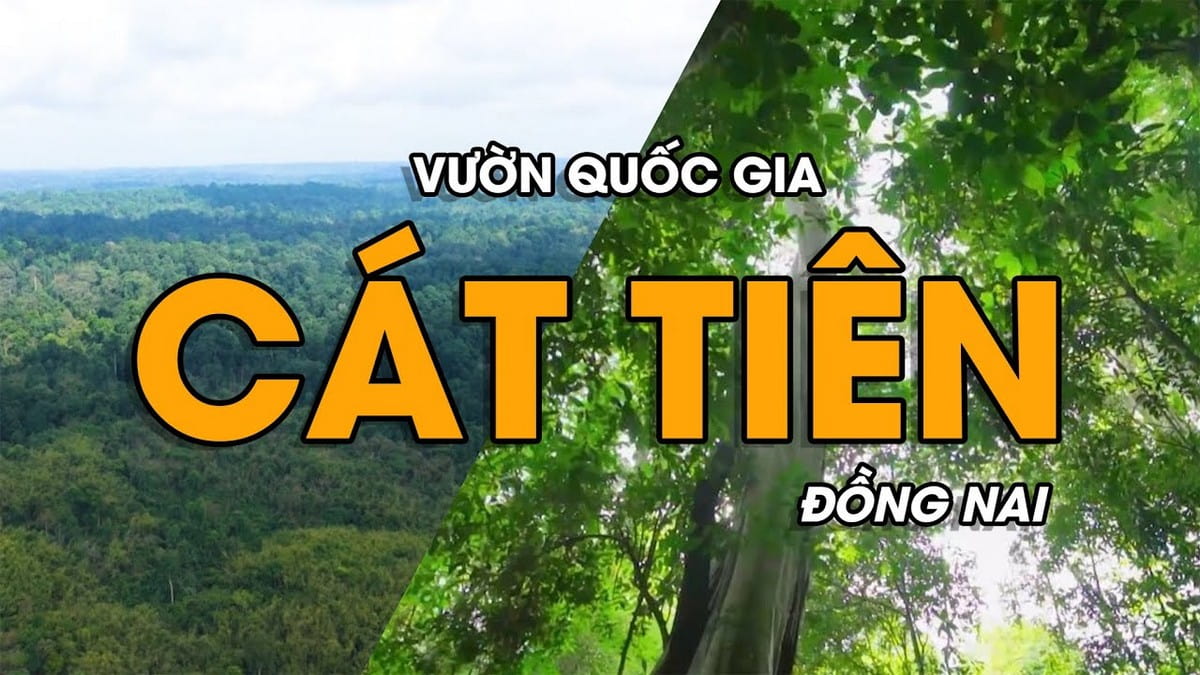 Du lịch vườn Quốc gia Cát Tiên: Hành trình gần gũi với thiên nhiên Du lịch vườn quốc gia Cát Tiên