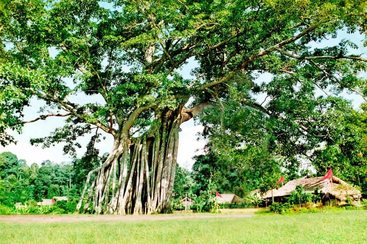 Bỏ túi cẩm nang du lịch Tuyên Quang: Trọn bộ gợi ý ăn – chơi – nghỉ Khu di tích Tân Trào