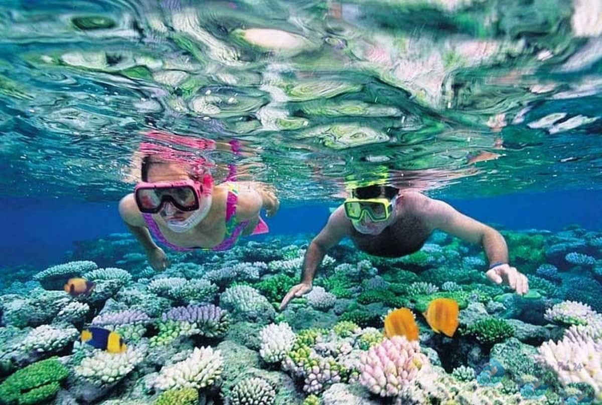 Du lịch Đà Nẵng: Cẩm nang chi tiết cho chuyến đi hoàn hảo Lặn ngắm san hô Sơn Trà