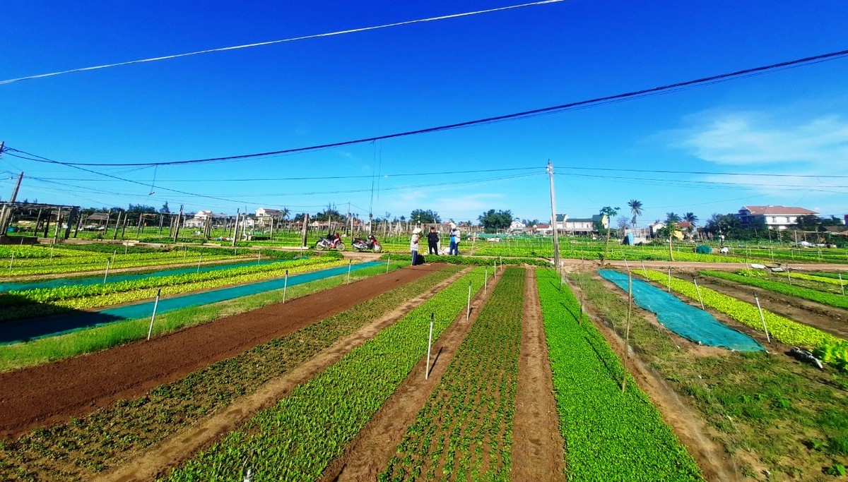 Du lịch Hội An: Khám phá phố cổ lãng mạn cùng Carpla Làng rau Trà Quế