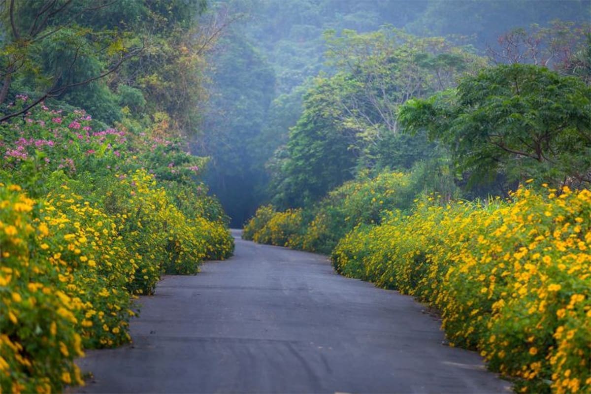 Mùa hoa dã quỳ Ba Vì Mùa hoa dã quỳ Ba Vì