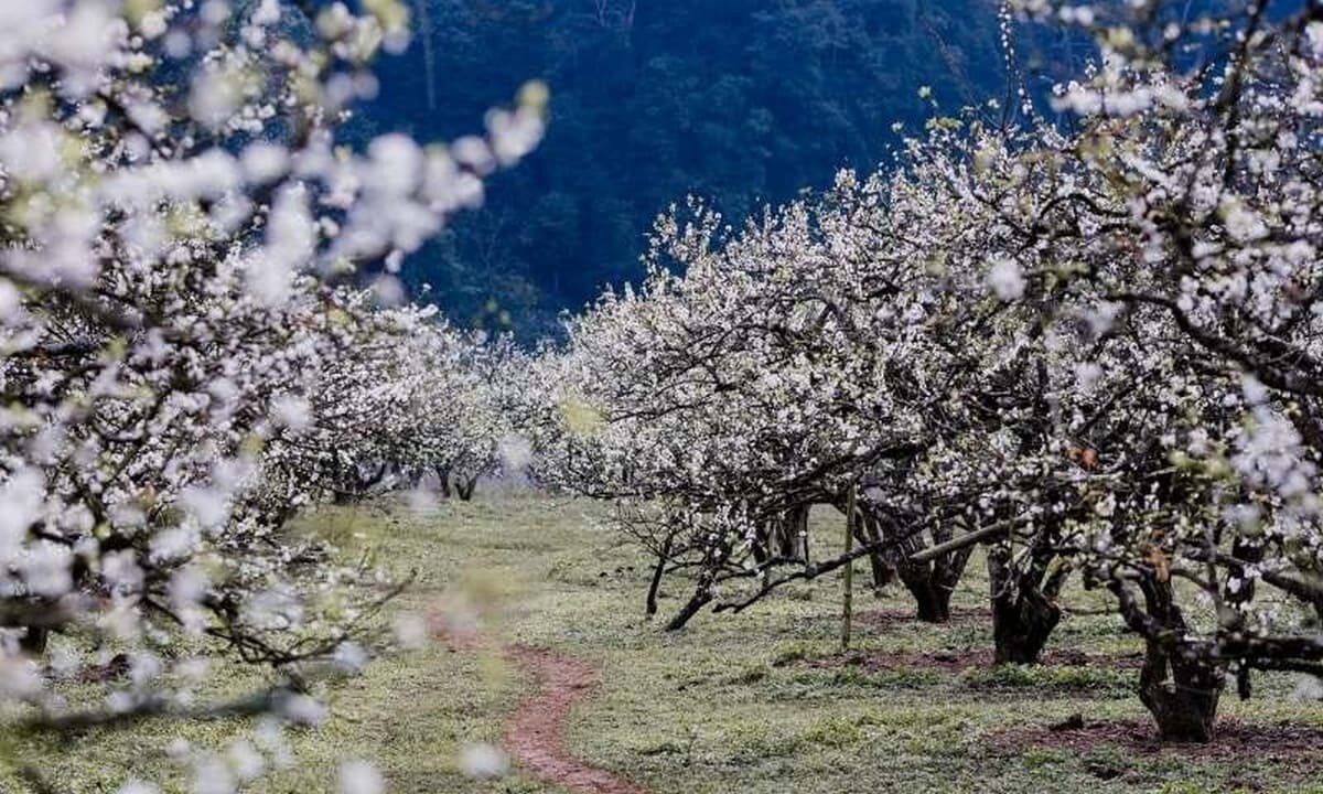 Mùa hoa ở Mai Châu Mùa hoa ở Mai Châu