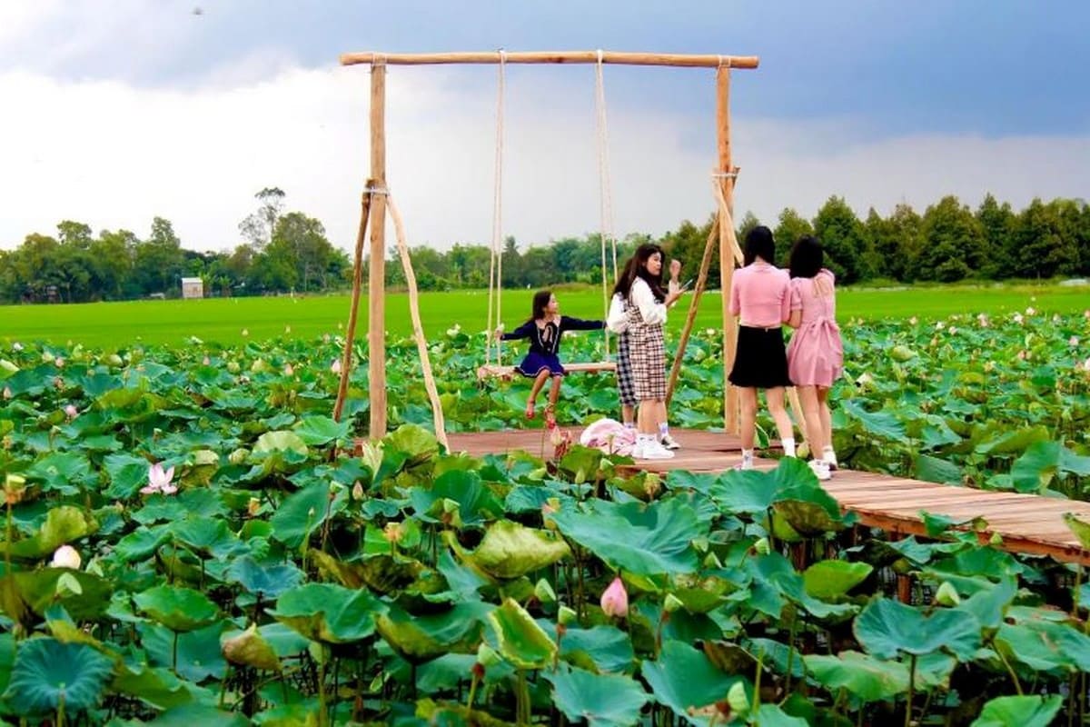 Mùa sen nở tại Đồng Tháp