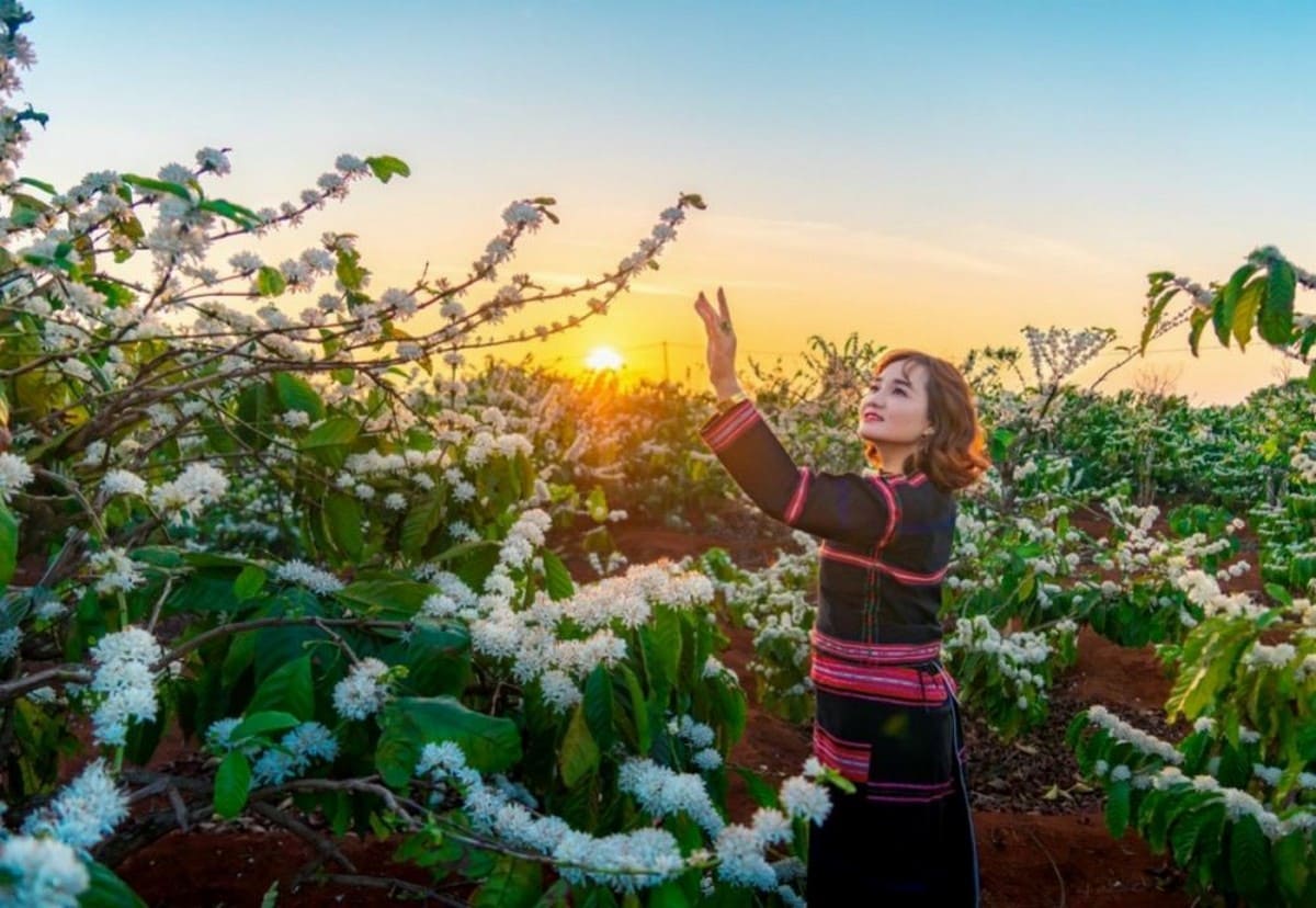 Mùa xuân hoa cà phê Mùa xuân hoa cà phê
