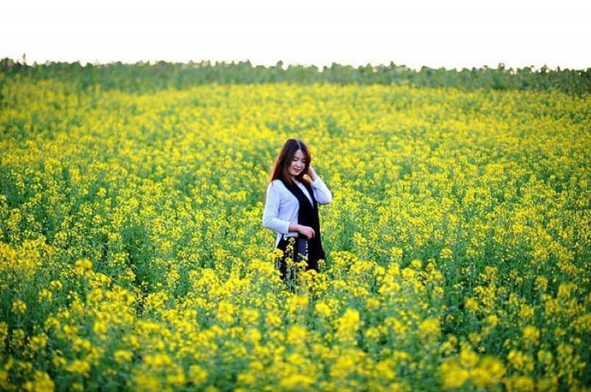 Carpla Và Những Phụ Kiện Du Lịch Ô Tô Giúp Chuyến Đi Của Bạn Trọn Vẹn Hơn Ngất ngây trước vẻ đẹp của cánh đồng hoa cải vào tháng 12