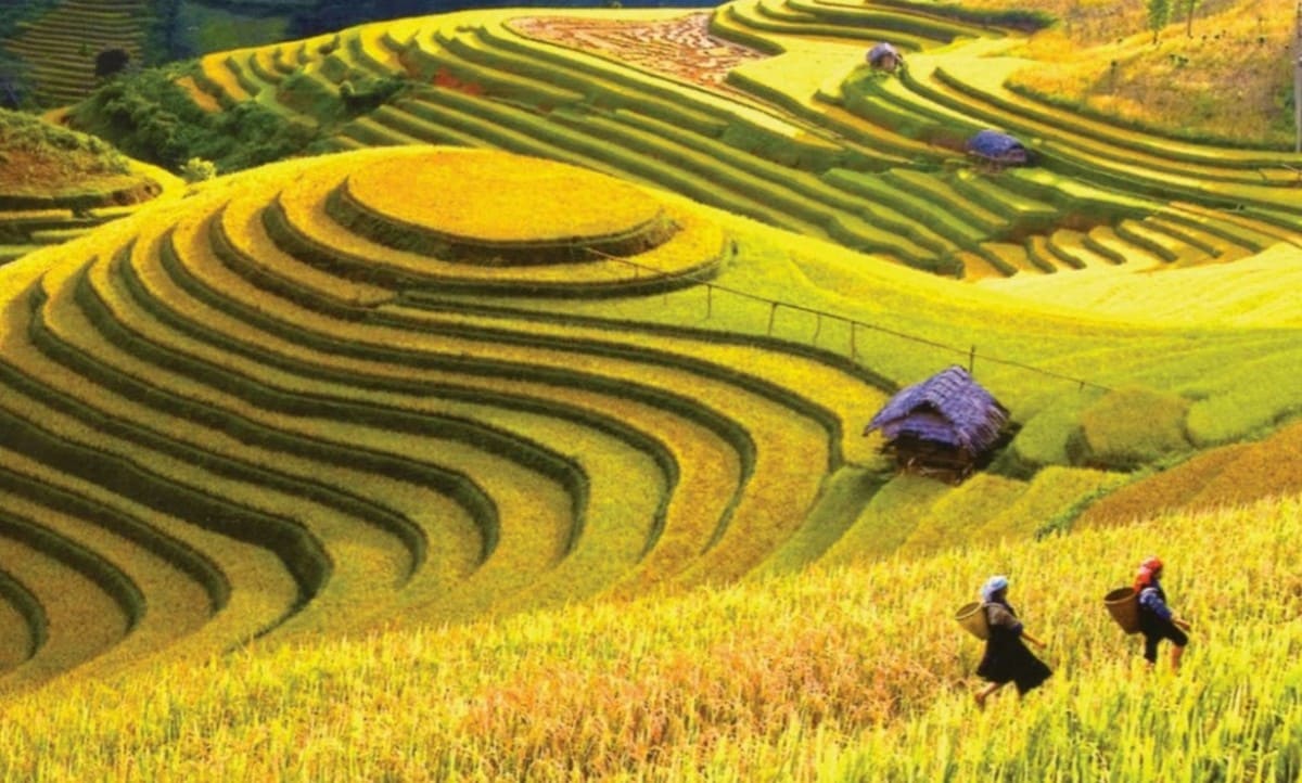 Bỏ túi cẩm nang du lịch Tuyên Quang: Trọn bộ gợi ý ăn – chơi – nghỉ Những cánh đồng lúa chín sớm tạo nên bức tranh thiên nhiên tươi mới