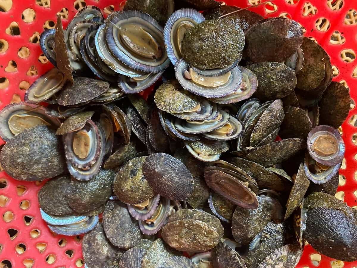 Ốc vú nàng