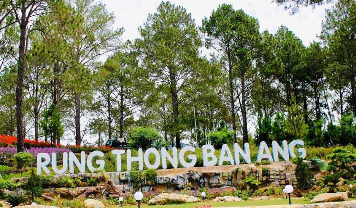 Du lịch Mộc Châu: Khám phá cao nguyên xanh mướt cùng Carpla Rừng thông bản Áng