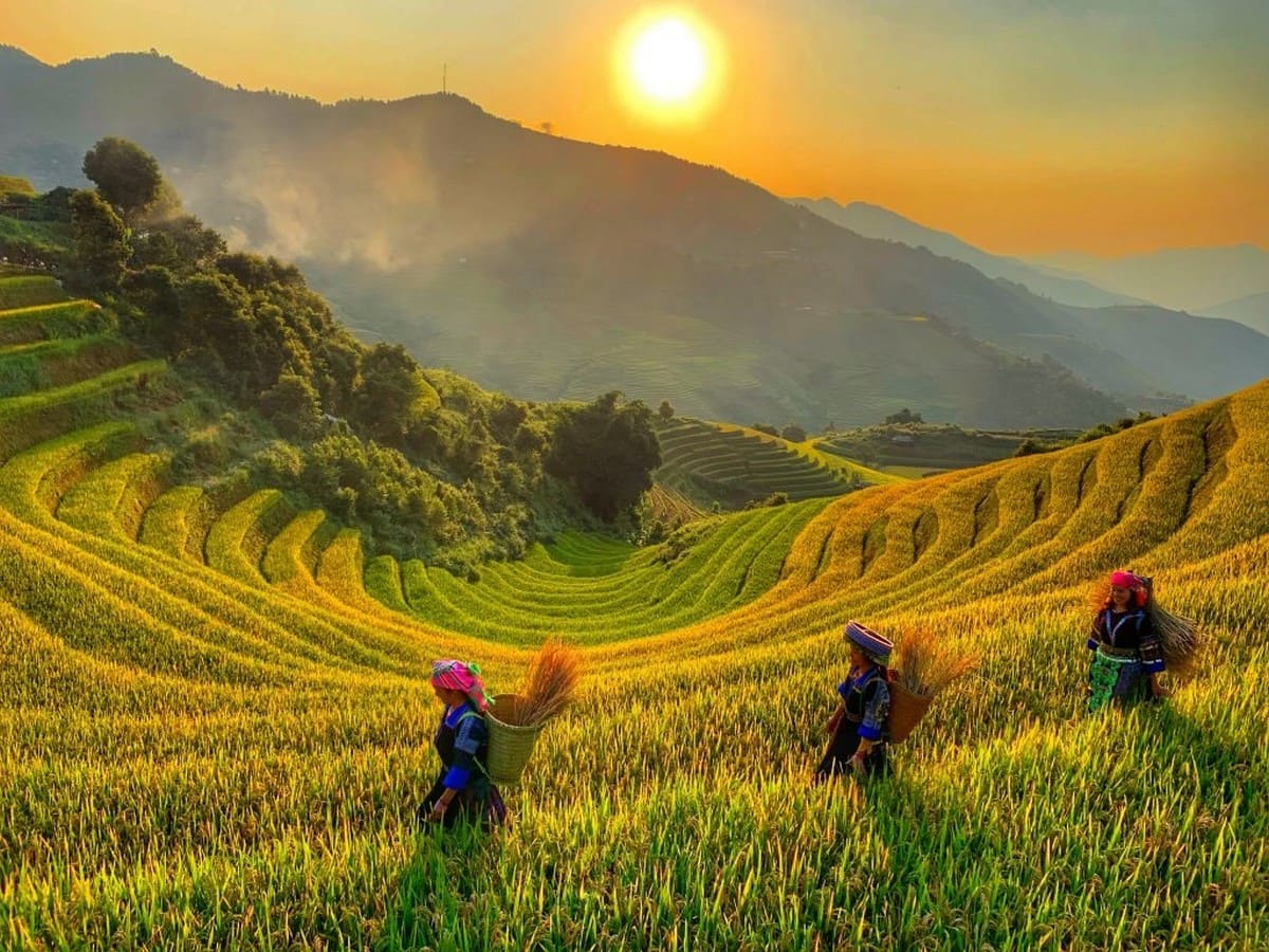Cẩm Nang Du Lịch Tú Lệ - "Nàng Thơ" của Núi Rừng Yên Bái Ruộng bậc thang Tú Lệ