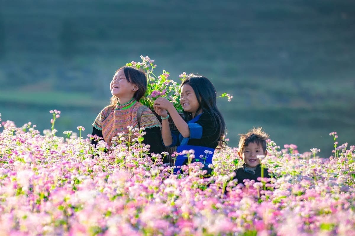 Tháng 9-11 là mùa hoa tam giác mạch