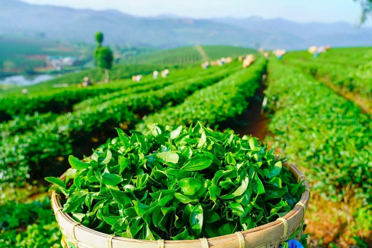 Trà Bảo Lộc Trà Bảo Lộc