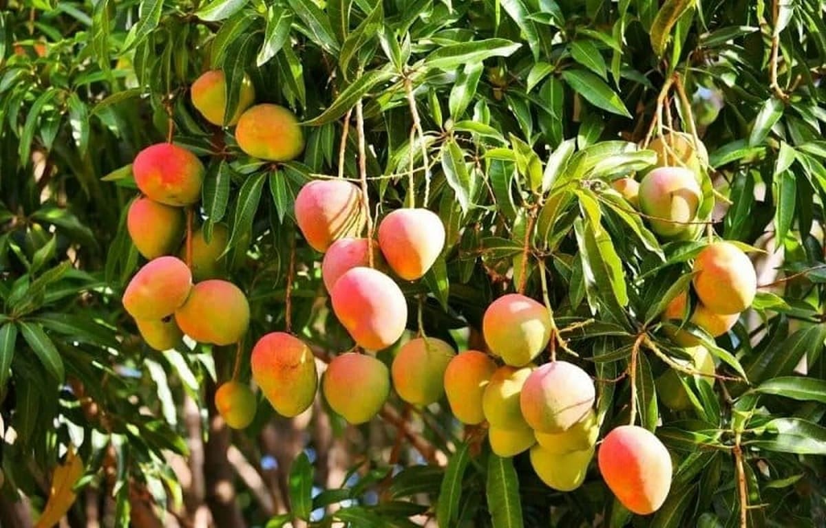 Bật Mí Lịch Trình, Ăn Chơi, Lưu Trú & Phụ Kiện Tiện Lợi Khi Du Lịch Bình Dương Từ Carpla Trải nghiệm hái trái cây tại Lái Thiêu