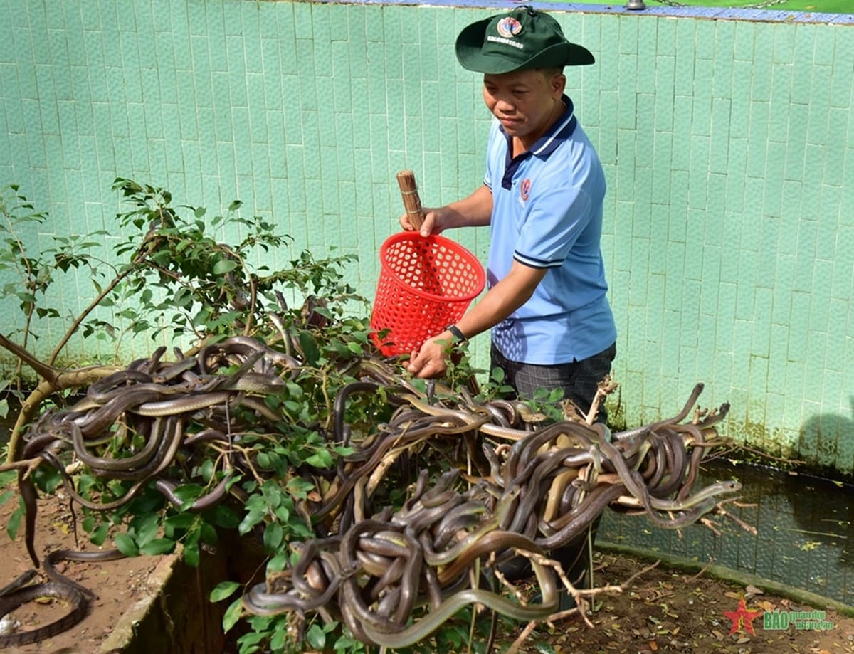 Trại Rắn Đồng Tâm Trại Rắn Đồng Tâm