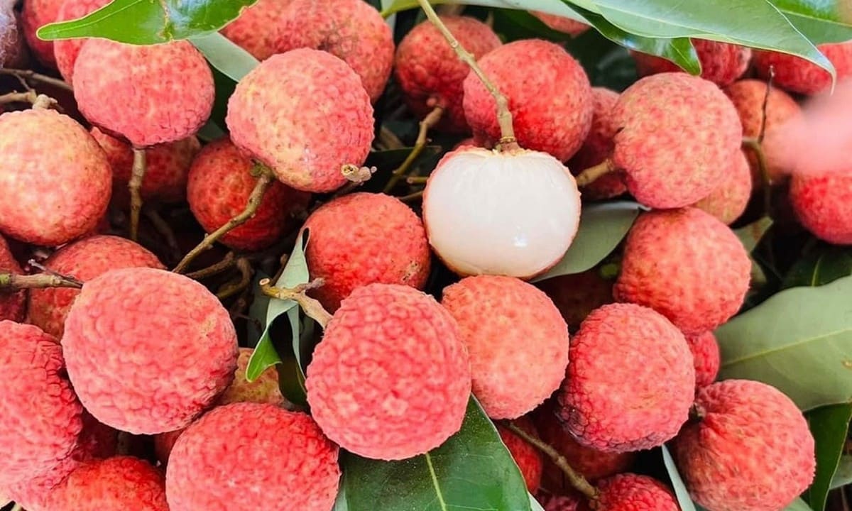 Vải thiều Lục Ngạn Vải thiều Lục Ngạn
