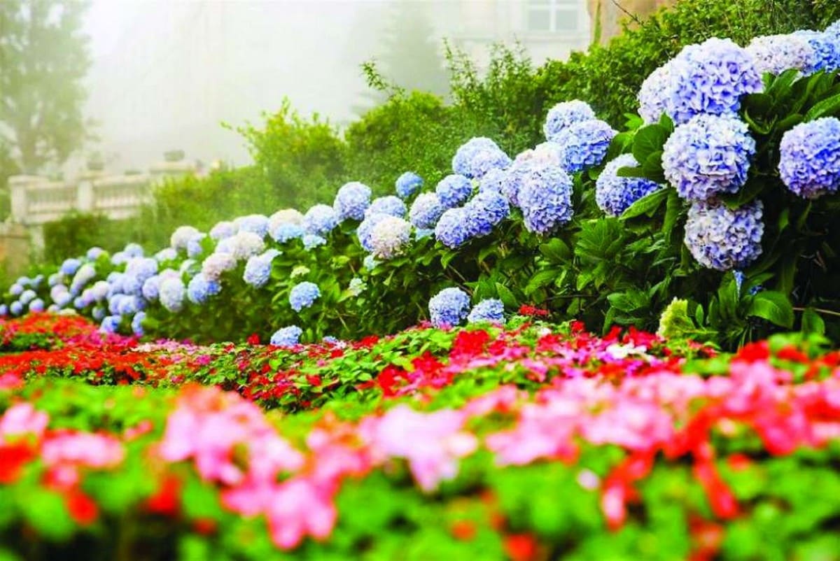 Vườn hoa Le Jardin D’Amour Vườn hoa Le Jardin D’Amour