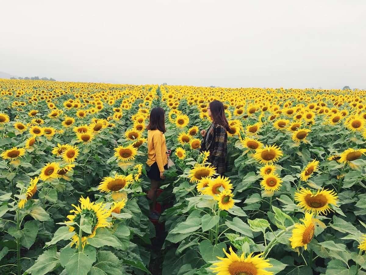 Tổng Hợp Du Lịch Mùa Hoa Hướng Dương Cải Trắng ở Đà Lạt Từ A-Z Cánh đồng hoa hướng dương Tà Nung