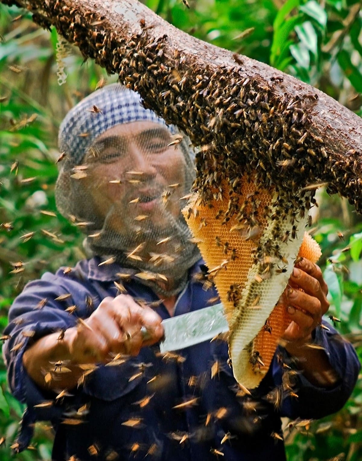 Mật ong rừng U Minh Mật ong rừng U Minh