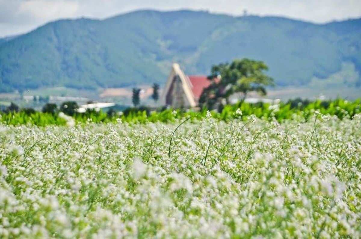 Tổng Hợp Du Lịch Mùa Hoa Hướng Dương Cải Trắng ở Đà Lạt Từ A-Z Mùa hoa cải trắng tại Đà Lạt