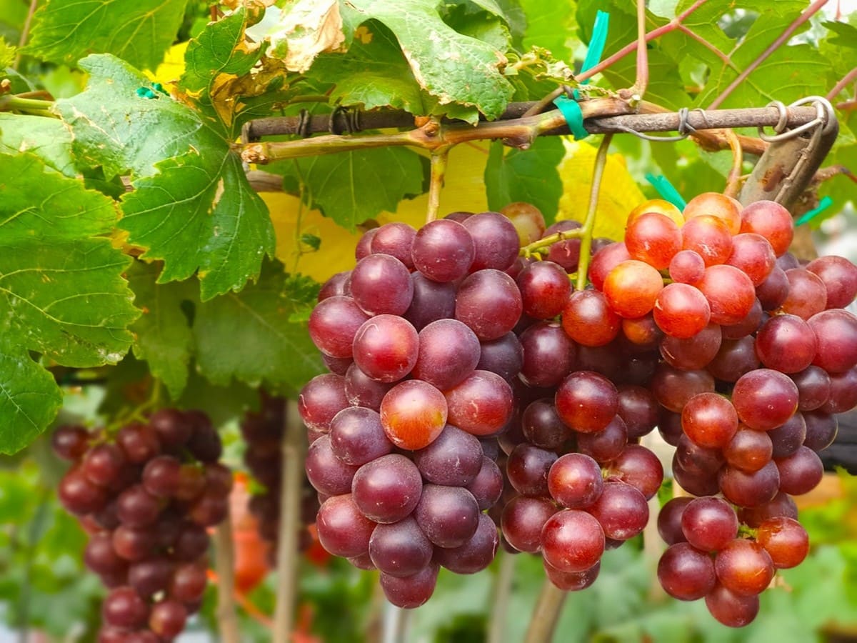 Du lịch biển Ninh Thuận: Khám phá vùng Đất Của Nắng Và Gió Nho Ninh Thuận