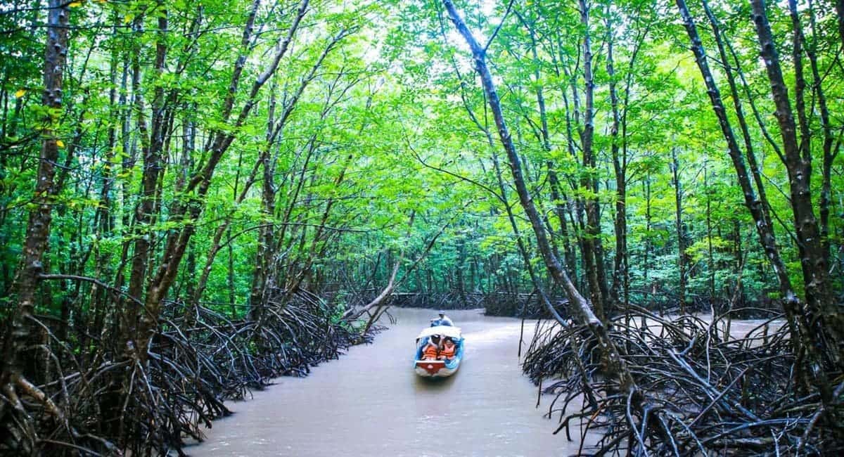 Rừng Đước