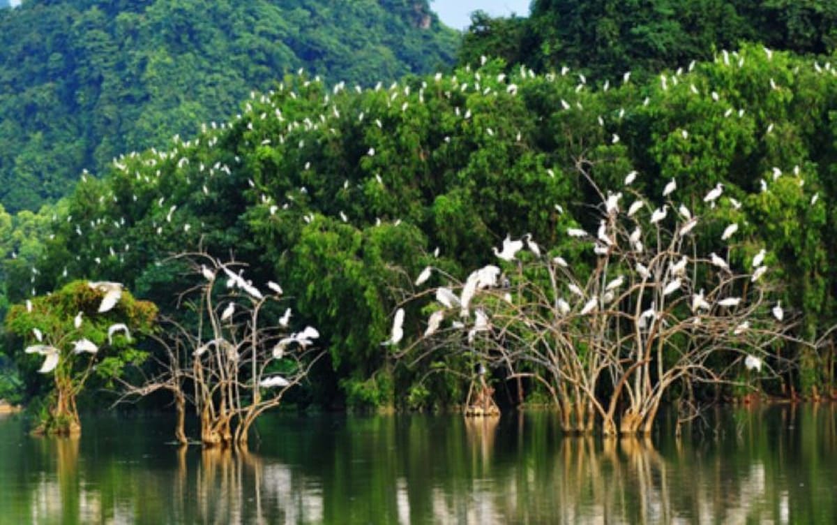 Khám Phá Du Lịch Quê Hương Công Tử Bạc Liêu. Gợi Ý Từ Carpla Cho Chiếc Xe Hoàn Hảo Tham quan Vườn chim Bạc Liêu